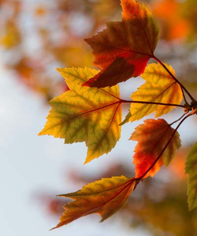 Herbst_1